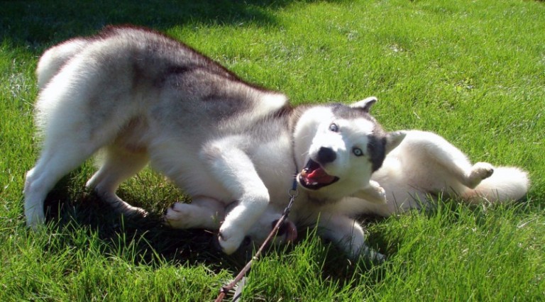 7 สิ่งที่ Huskies ไม่ชอบ (หราาา)
