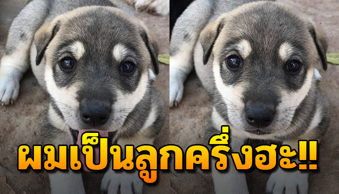 ความน่ารักของน้อง ถุงเงิน น้องหมาลูกครึ่งไซบีเรียน น่ารักตั้งแต่วันที่ลืมตาดู