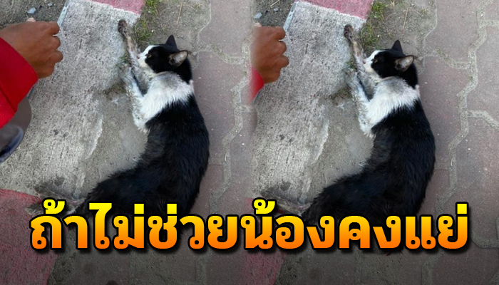 เจ้าเหมียว นอนนิ่งไร้เรียวแรงจะรุกไหว เกิดเป็นจรถูกเขาชนจึงไร้ใครจะเหลียวแล