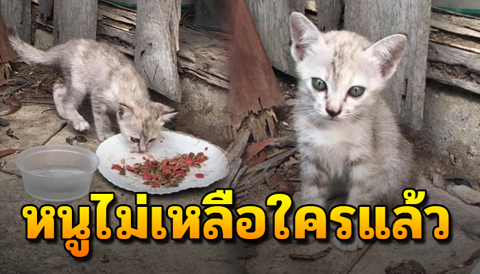 เหมียวน้อย นั่งตาละห้อยคอยเฝ้าหาพี่น้อง หลังโดนพรากไป เหลือตัวลำพัง