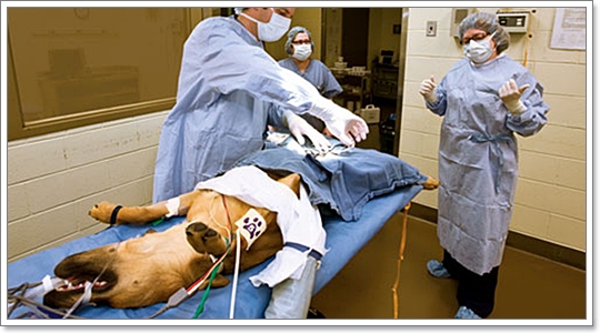 ข้อแนะนำและการดูแลน้องหมาในการทำหมัน (Sterilization)