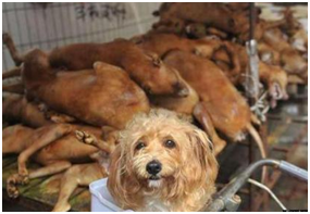 เหล่าคนรักสัตว์ รวมพลังต่อต้านเทศกาลกินหมา