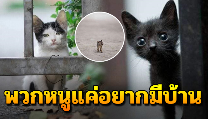 ทุกคนลองมองดวงตาคู่นั้นสิครับ รู้ไหมว่าน้องๆยังคงรอคอยพวกคุณอยู่นะ
