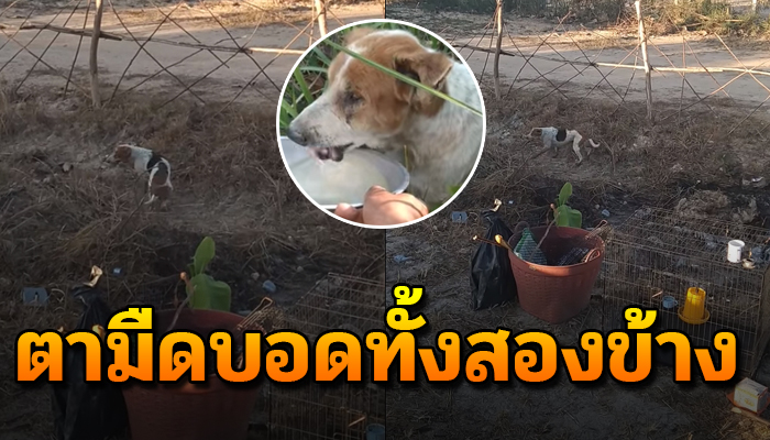 เดินวนด้วยตาที่มืดบอดทั้งสองข้าง ไม่มีใครสนใจ เพราะถูกคนเอามาทิ้งขว้าง