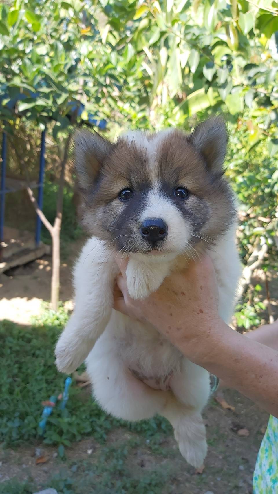 ขายลูกสุนัข บางแก้วแท้ 0839247447