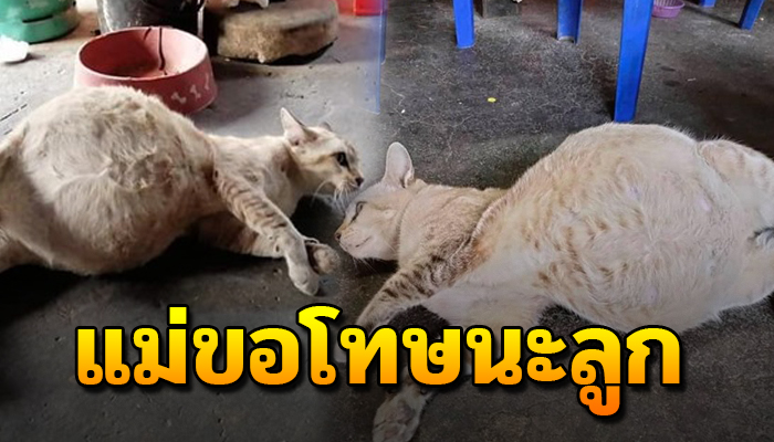 แม่สุดเศร้า หลังลูกในท้องสิ้นใจไปกันหมดจนท้องโต หากไม่ช่วยไว้คงต้องสิ้นใจ
