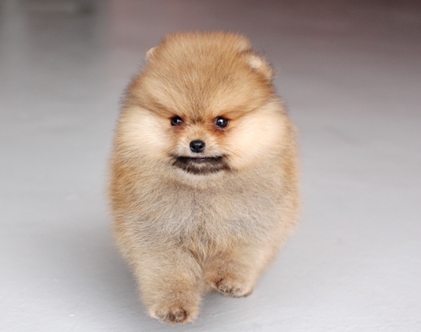 ปอมเมอเรเนียน  เพศผู้  ปอมน่ารัก