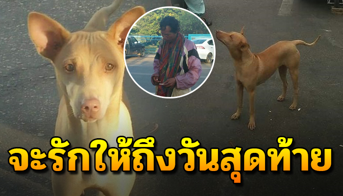 เจ้าตูบผู้ซื่อสัตย์ไม่เคยคิดเลือกเจ้าของ แม้จะไร้บ้านแต่จะรักจนกว่าถึงวันสุดท้าย