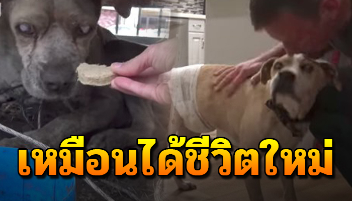 เหมือนได้เกิดใหม่ มาดูชีวิตใหม่ของเจ้าตูบไร้บ้าน หลังได้ที่อยู่ใหม่ เจ้าของใหม่