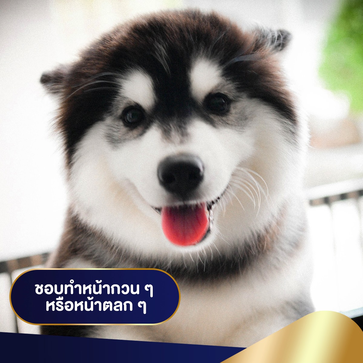 น้องมาแล้วว มีน้องไซบีเรียนเข้าใหม่หลายคอก ไซบีเรียนเกรดไฮเอน ต้องที่ allbest