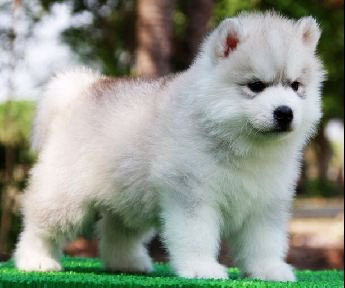 ฟาร์มไซบีเรียนใหญ่ที่สุดในไทยได้มาตรฐานที่Allbest kennel