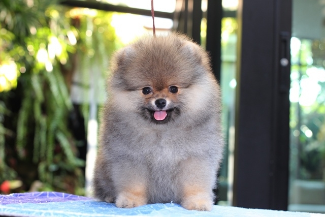 ปอมเมอเรเนียน  เพศผู้  ขนแน่นหน้าสั้น