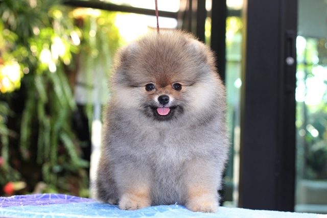 ปอมเมอเรเนียน  เพศผู้  ขนแน่นหน้าสั้น