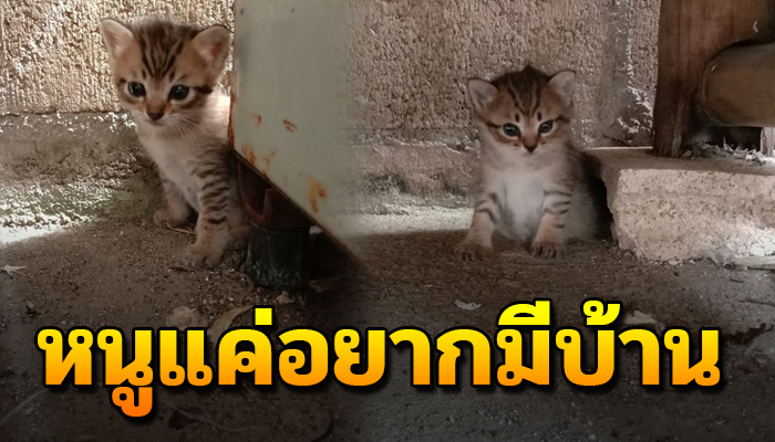 นอนกกกันไว้ที่ใต้ถุนบ้าน ไม่รู้จะไปทางไหนดี หวังมีคนรับเลี้ยงดู