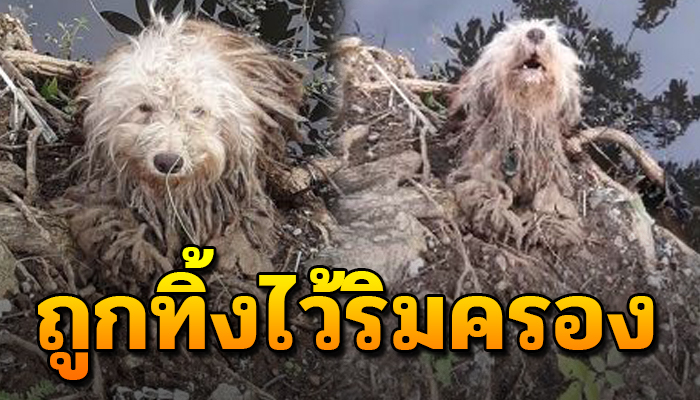 เจ้าตูบถูกเอามาทิ้งไว้ สภาพเหมือนผ้าขี้ริ้ว หนีเจ้าถิ่นลงน้ำ ไร้คนสนใจ