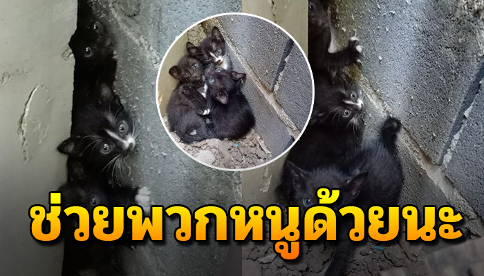 เจ้าเหมียว 3 พี่น้องได้แต่แอบอยู่ข้างกำแพง เฝ้ารอผู้เป็นแม่ออกไปหาอาหาร