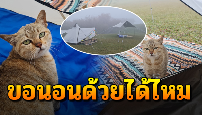 เจ้าเหมียว เดินต้อยๆเข้ามาหาในเต็นท์ไม่สนใจโลกเพราะอากาศหนาวจัด