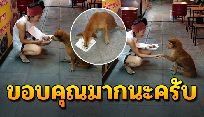 สาวเห็นตูบจรนอนขาพิการ นั่งมองคนอื่นกินของอร่อย จนเธอทนซื้อข้าวขาหมูให้