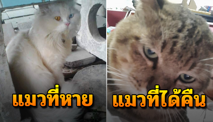 ใช้แมวจรให้ช่วยตามหาแมวหายออกจากบ้านนาน2ปี แต่ดันได้แมวลายสลิดมาซะงั้น