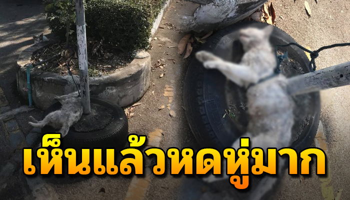 ยังเฝ้าอยู่ไม่ห่างหลังถูกเขาผูกไว้กับเสา คอยเฝ้าซ้ำไม่รู้ว่าแม่สิ้นลมแล้ว