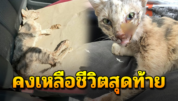 แมวมี 9 ชีวิตแต่ดูแล้วน้องคงเหลือชีวิตสุดท้าย ไม่มีใครคิดช่วยเหลือ