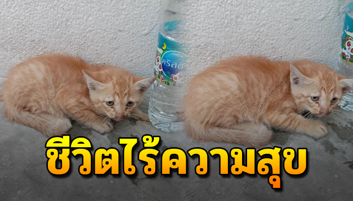 ชีวิตแมวส้มตัวน้อยเข้าไปแอบหลบที่มุมกำแพง ได้แต่คำนึงในใจทำไมตนถึงได้โชคร้าย