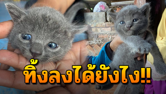 ถูกทิ้งไว้ในสวนยางกลางป่า ไร้คนดูแล ไม่มีบ้านอยู่สักหลัง ไม่รู้ใจคนทำด้วยอะไร