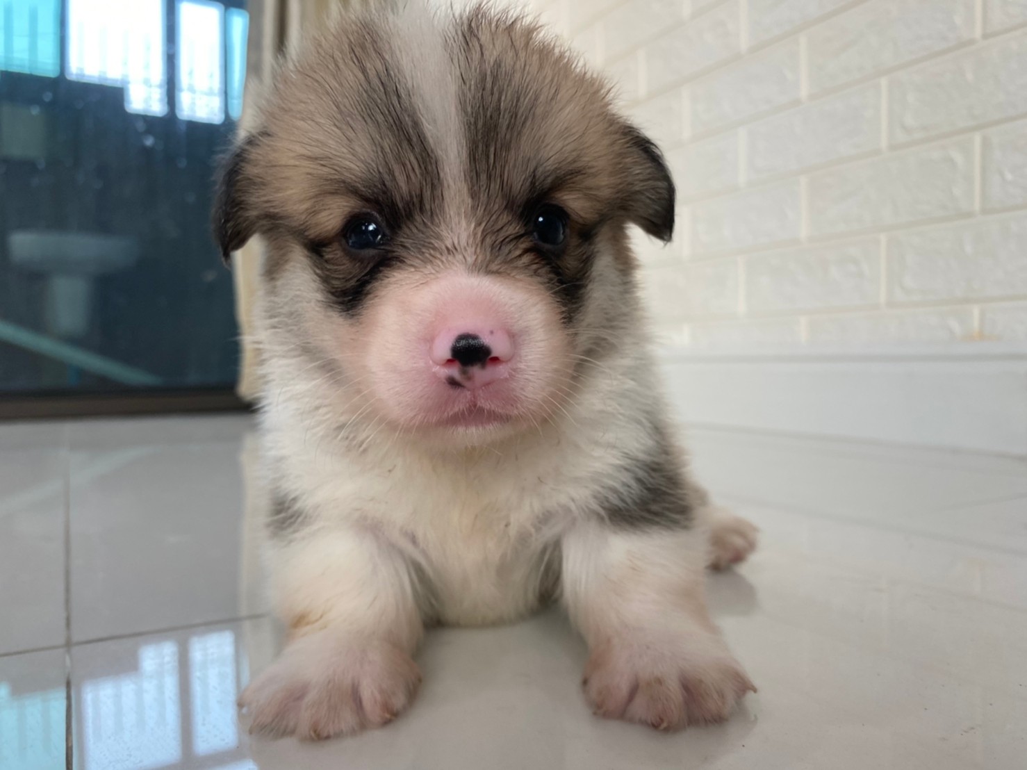 ขาย ลูกสุนัขพันธุ์ Corgi Indi
