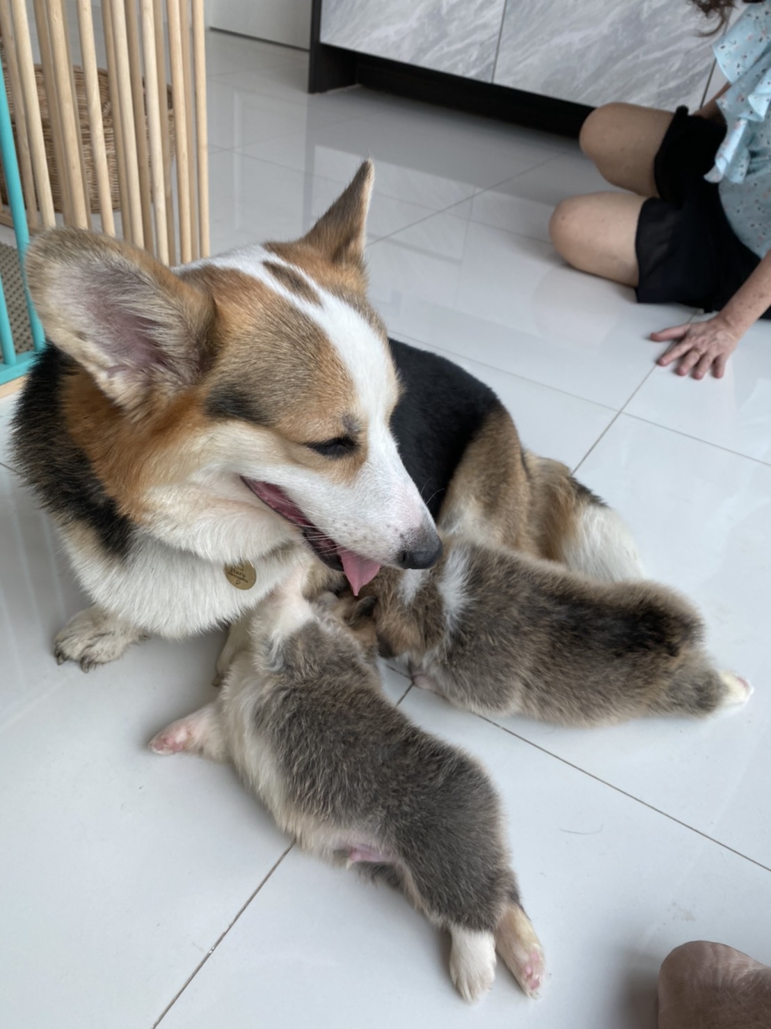 ขาย ลูกสุนัขพันธุ์ Corgi Indi