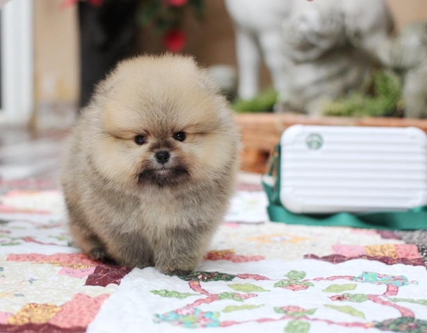 ปอมน่ารัก  เป็นแบบไหนมาดูกัน