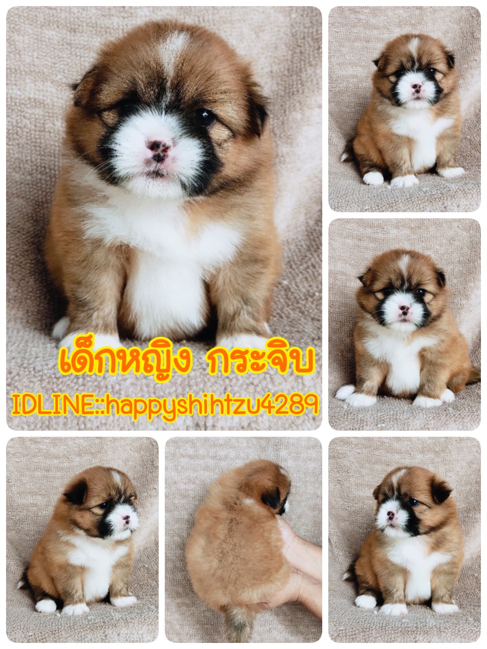 ชิสุผสมปอมผู้1เมีย2ขนแน่นๆราคา4200.- idline:happyshihtzu4289