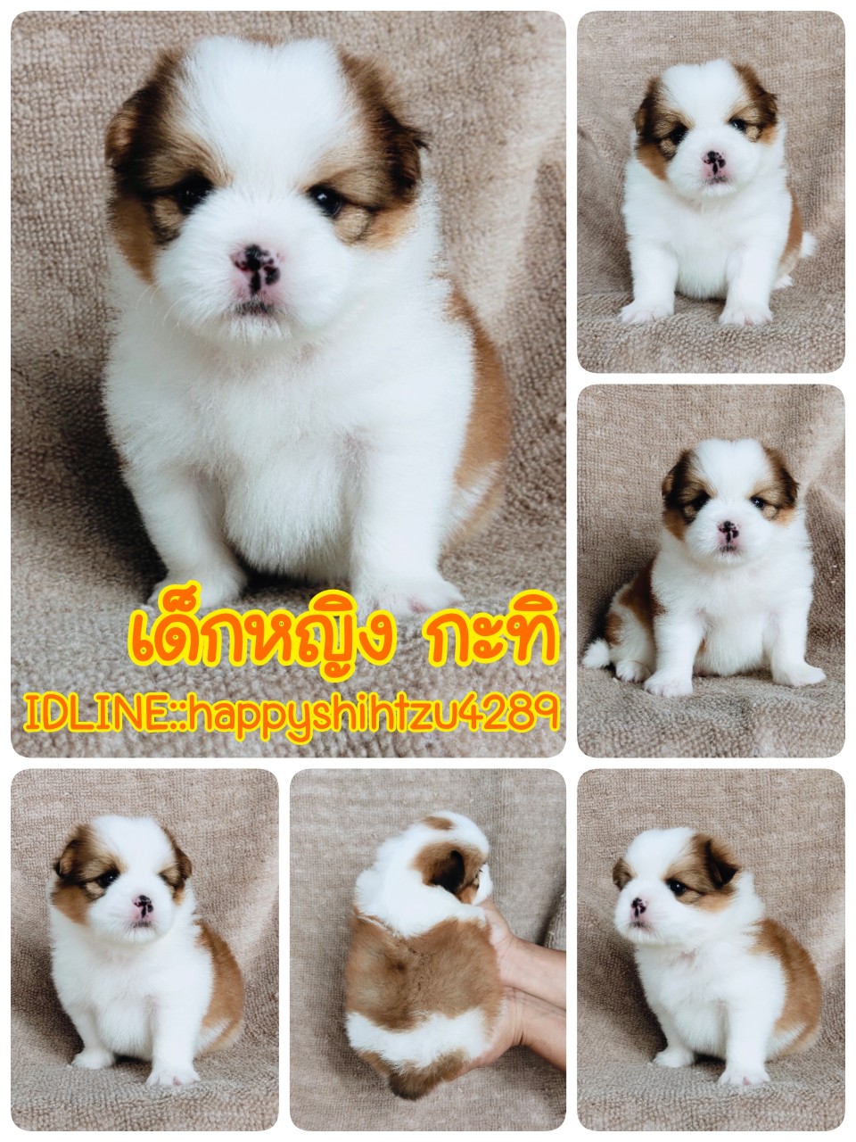 ชิสุผสมปอมผู้1เมีย2ขนแน่นๆราคา4200.- idline:happyshihtzu4289