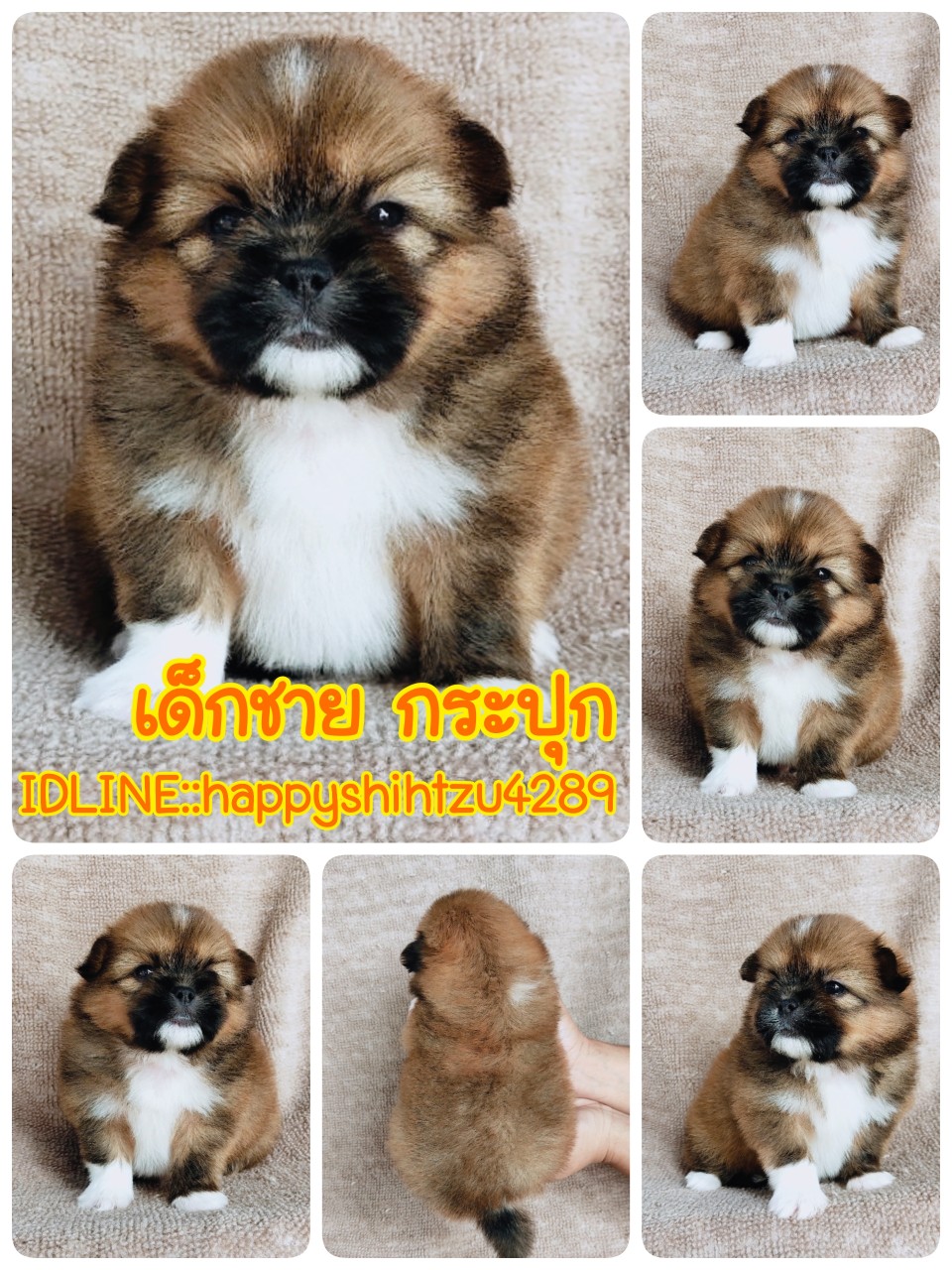 ชิสุผสมปอมผู้1เมีย2ขนแน่นๆราคา4200.- idline:happyshihtzu4289