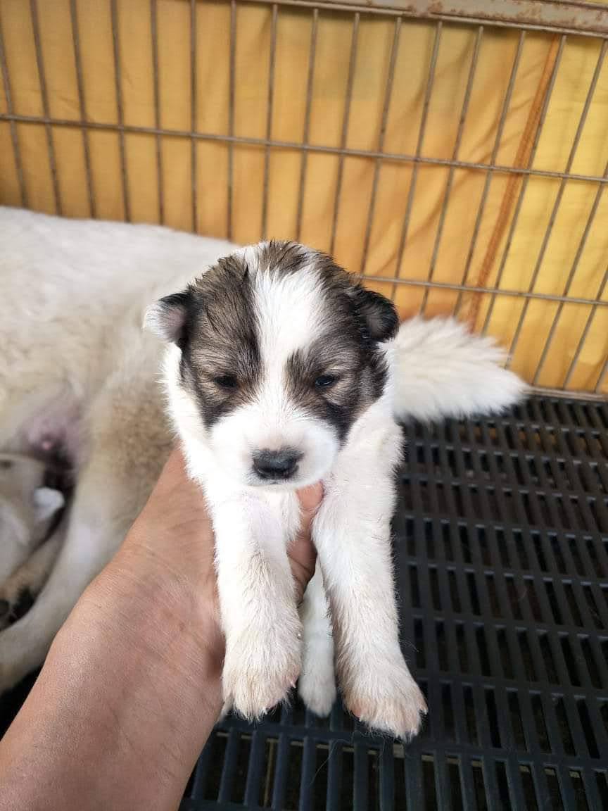 ลูกบางแก้ว น่ารัก
