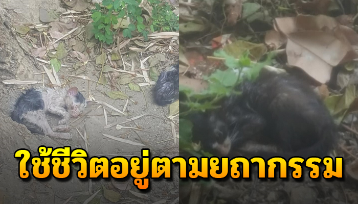 ใช้ชีวิตอยู่ตามยถากรรม ต้องอดๆอยากๆจนตัวผอมไร้เรี่ยวแรงจะยืนแม้จะมีเจ้าของก็ตาม