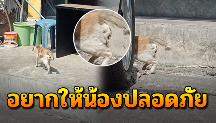 แม่แมวให้กำเนิดลูกได้แค่ครึ่งตัว ชาวเน็ตหวั่นอาจเสียไปทั้งแม่ทั้งลูก