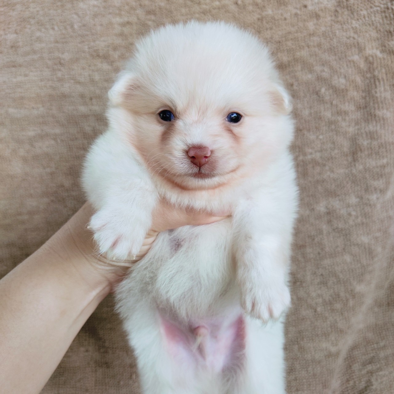 ปอมผสมจมูกตับตาเทาฟ้า idline:happyshihtzu4289