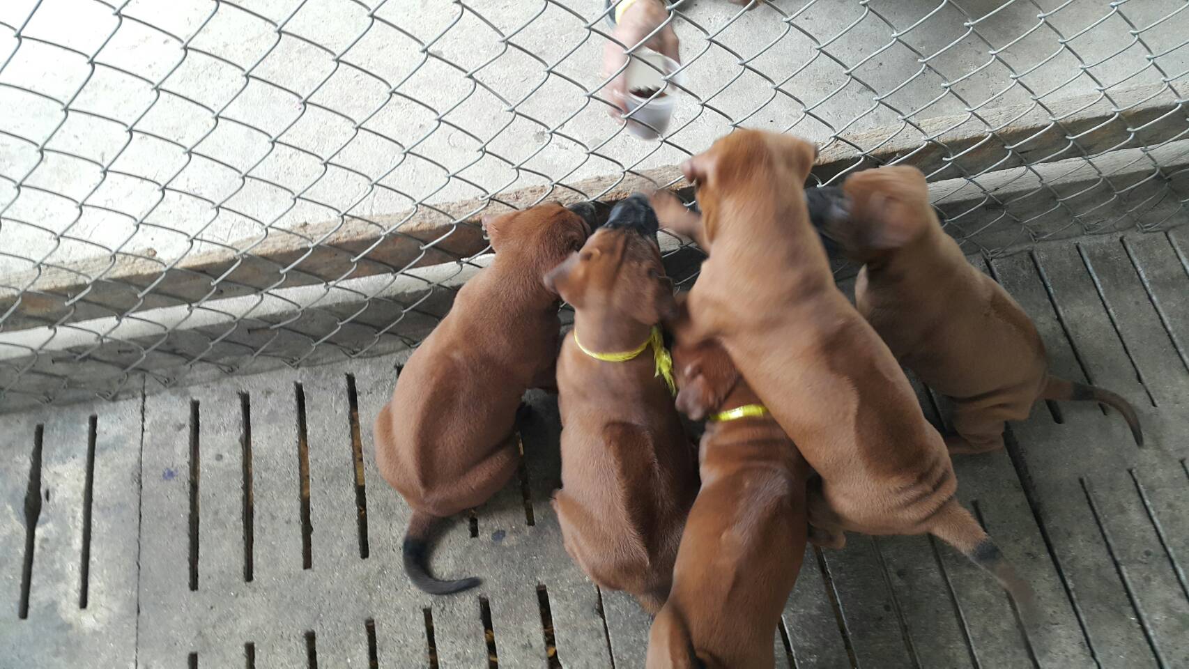 ลูกสุนัขขายหมดแล้วนะครับ