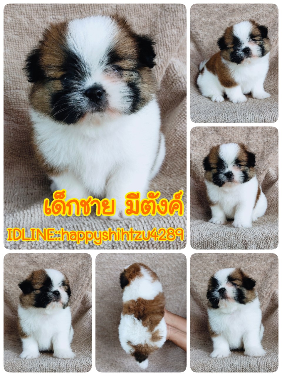 ชิสุผสมปอม ขนแน่นๆราคา4500.- idline:happyshihtzu4289