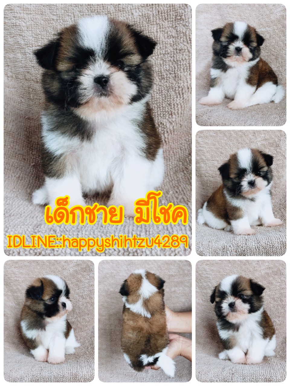 ชิสุผสมปอม ขนแน่นๆราคา4500.- idline:happyshihtzu4289