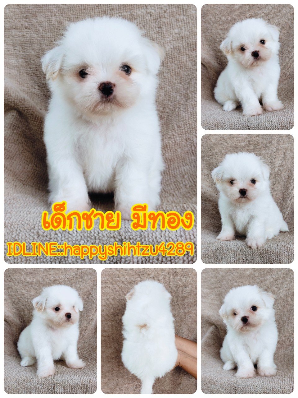 ชิสุผสมปอมขนสีขาวแน่นๆราคา4900.- idline:happyshihtzu4289