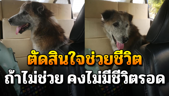 เหลือบตาไปเห็น รีบกลับรถไปช่วยทันที เพราะถ้าไม่ช่วย ต้องโดนรถชนแน่ๆ