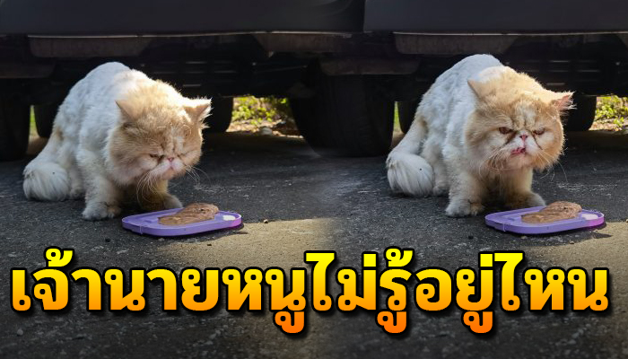 ยังเฝ้ารอเดินเร่หาเจ้าของ แม้ต้องอดชีวิตรันทดต้องมุดนอนในโพรงดินเพื่ิอพักอาศัย