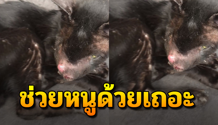 เจ้าเหมียวมีตาข้างเดียว อยู่ในสภาพผอมโซ ส่งเสียงร้องเรียกหวังขอความเมตตา
