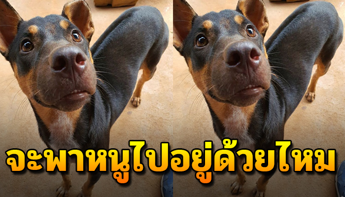 เป็นหมาไร่ข้างๆ เจ้าของไม่สนใจ ปล่อยทิ้งไว้หากินเอง ด้วยเหตุผไม่ชอบเห่า