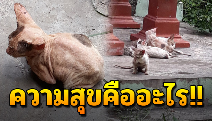 เกิดมาชีวิตไม่เคยมีความสุข แม่แมวกับลูกๆต้องอยู่แบบตามยถากรรม