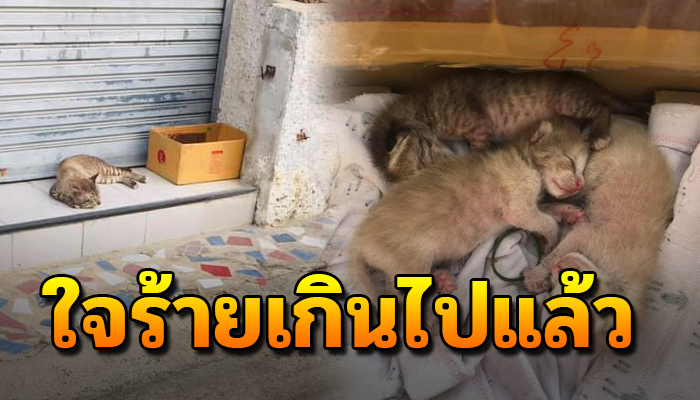 เกิดได้ไม่กี่วัน ก็ถูกคนใจร้าย เอามาทิ้งขว้าง ทำเหมือนน้องๆ ไม่มีหัวใจ