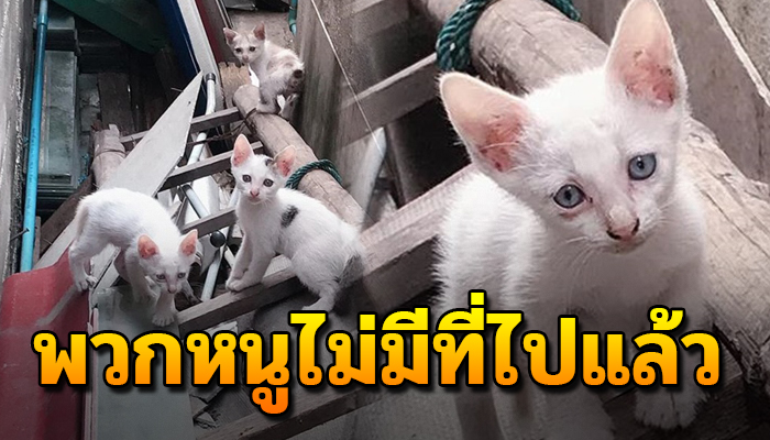 พวกหนูไม่มีที่ไปแล้ว หลบแดดอยู่ที่ข้างบ้านเขา แต่เขาไม่ชอบพวกหนู