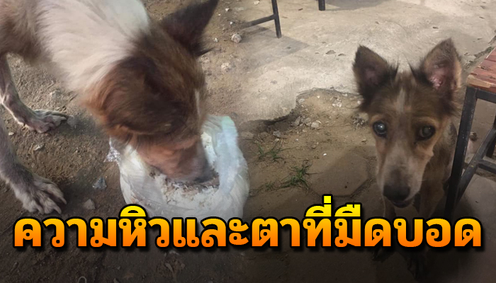 เจ้าจรนั่งมองด้วยความหิว ทั้งที่ตามึดบอดทั้ง 2 ข้าง ได้แต่ดมขอเศษอาหาร