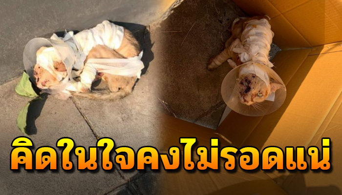 นอนกอดตัวไว้ด้วยไร้หวัง ถูกเขาทิ้ง คิดอยู่ในใจคงไม่รอดแล้ว